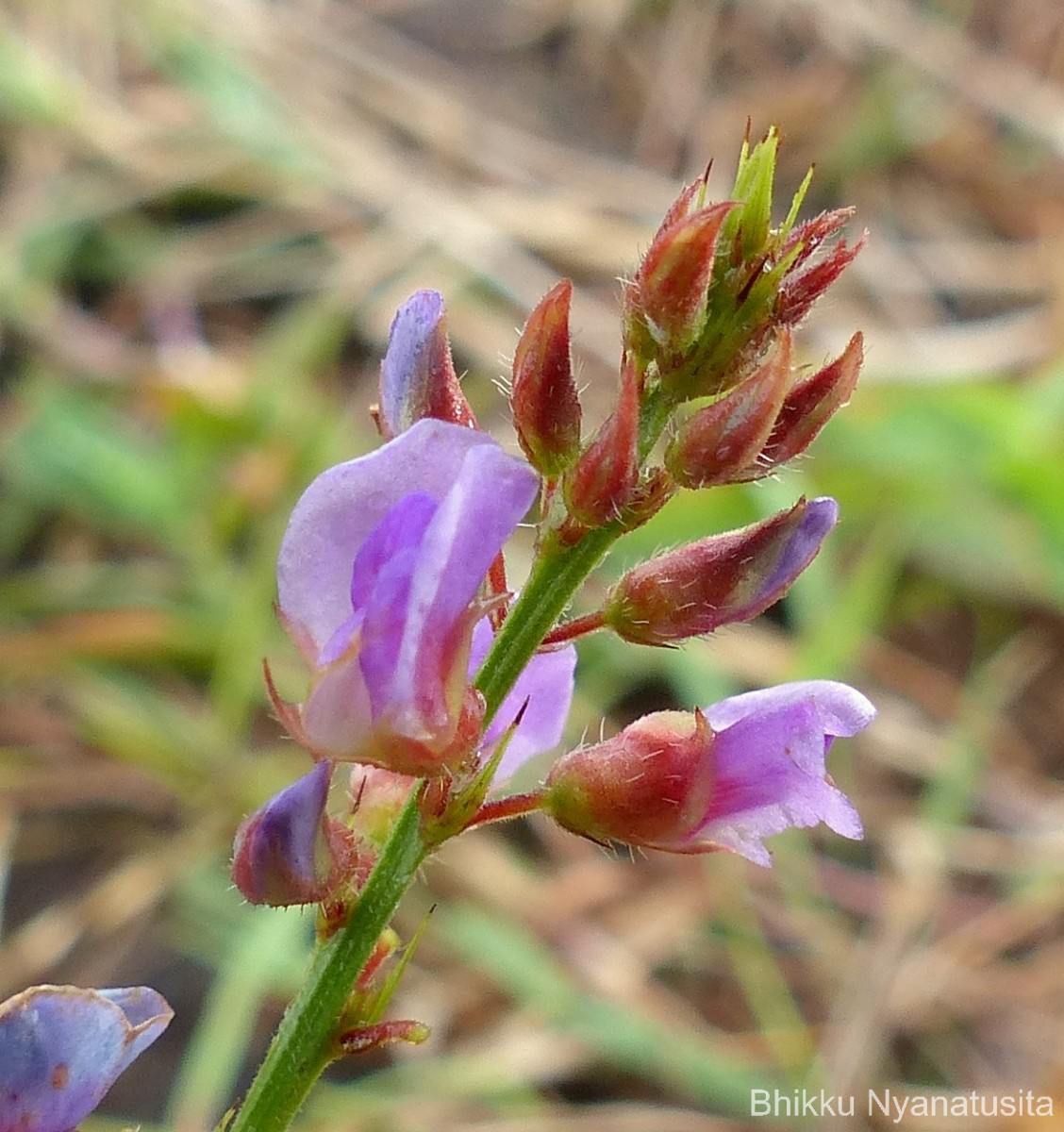 Tadehagi triquetrum (L.) H.Ohashi